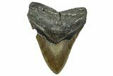 Serrated, Fossil Megalodon Tooth - North Carolina #331087-1